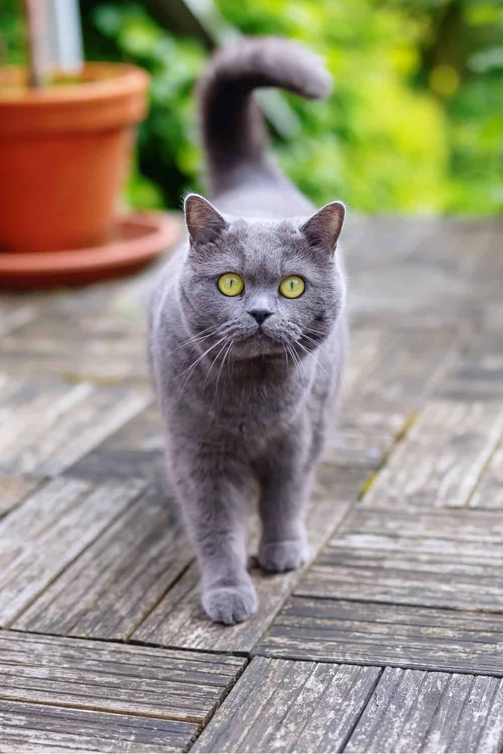 british shorthair cat