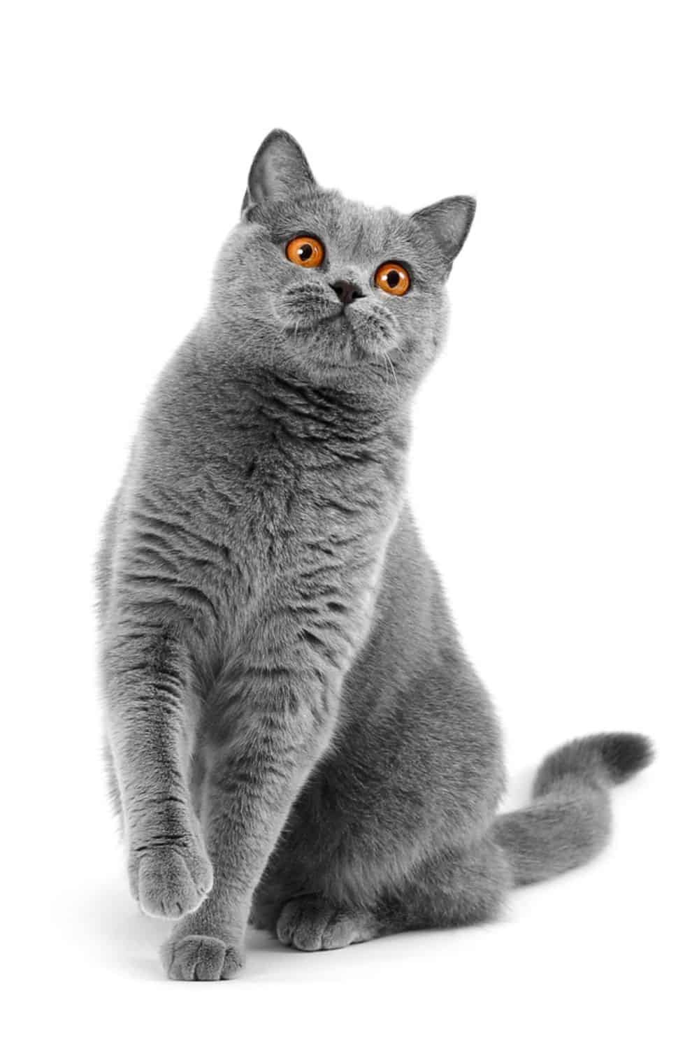 british shorthair cat