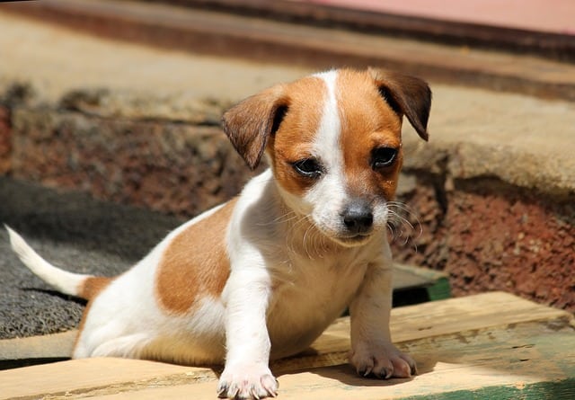 Adorable Jack Chi puppy