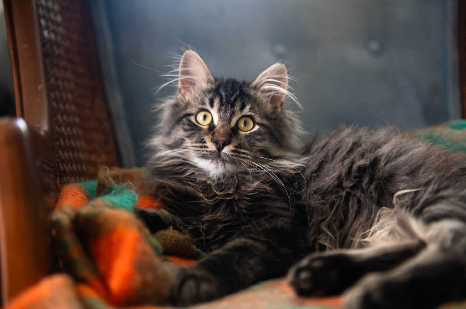 brown main coon tabby mix kitten lying in a chair