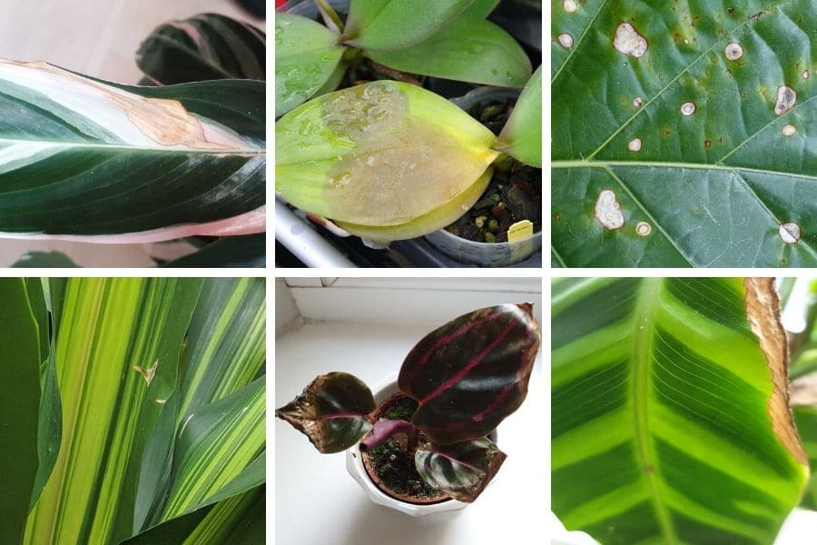 brown spots on houseplant leaves