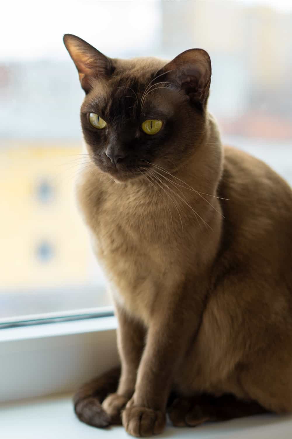 burmese cat sitting