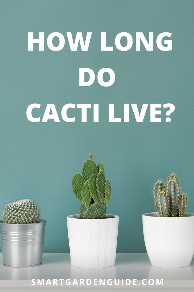 how long do cacti live