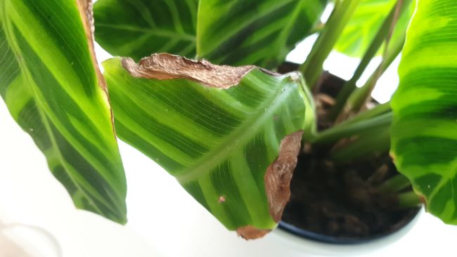 brown leaf edges on calathea due to low humidity