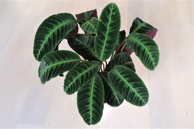 calathea warscewiczii