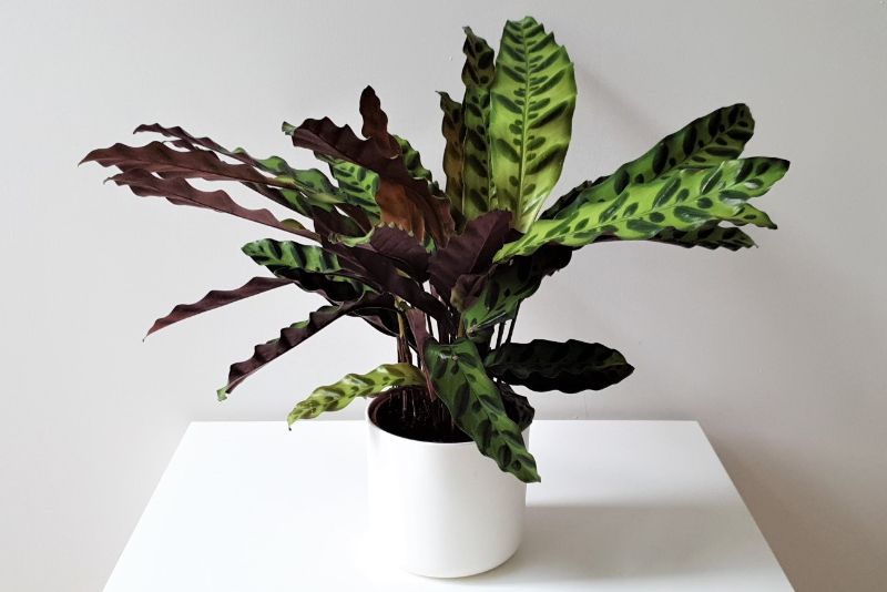 why is my calathea dying