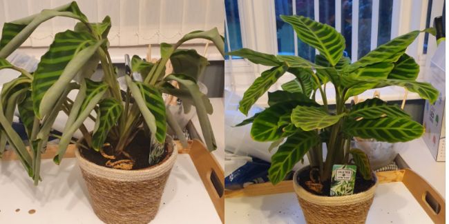 calathea leaves curling