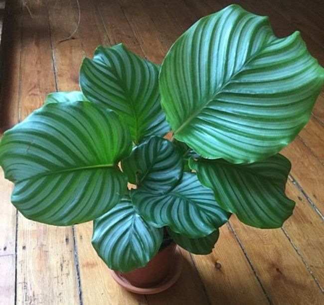 healthy calathea plant