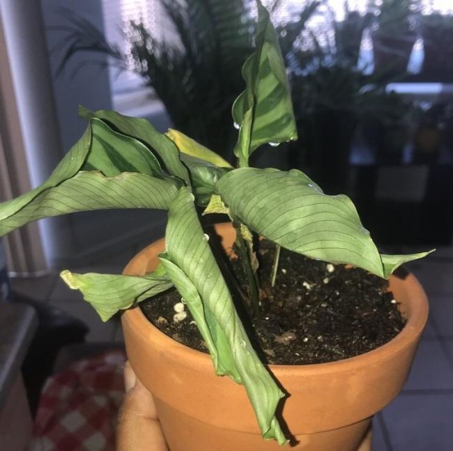 calathea leaves curling