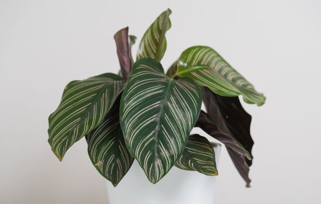 calathea leaves turning yellow