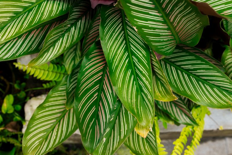 calathea leaves turning yellow