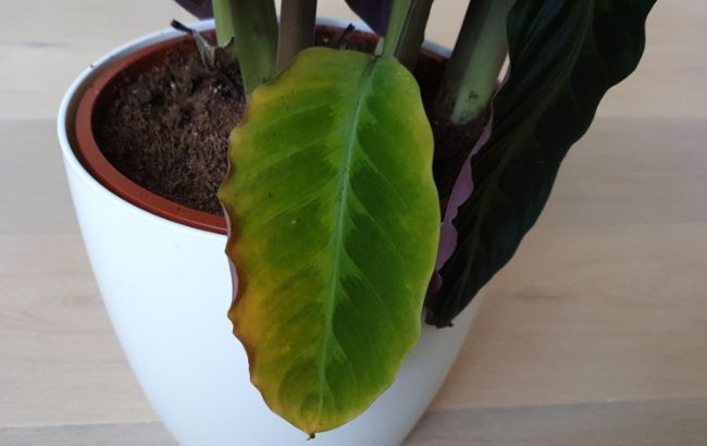 Lower leaf on my Calathea warscewiczii turning yellow