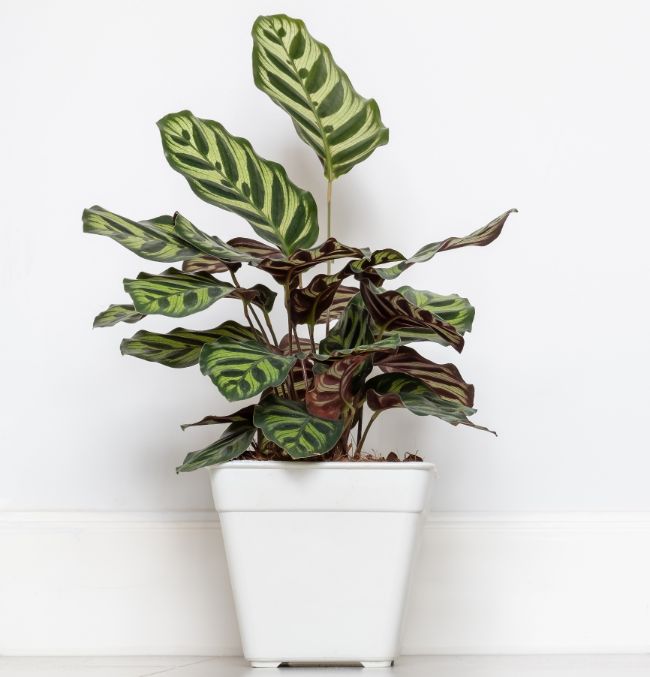 calathea makoyana