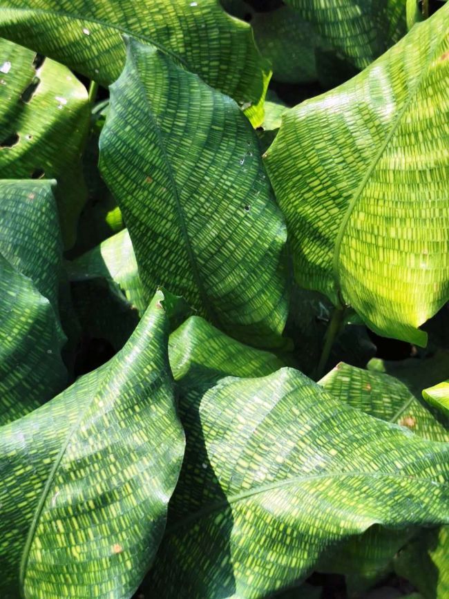 calathea musaica care tips