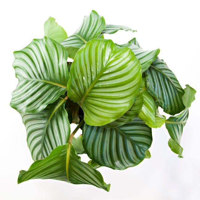 calathea orbifolia calathea varieties