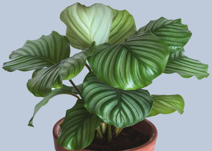 calathea orbifolia care