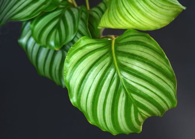 calathea orbifolia leaf