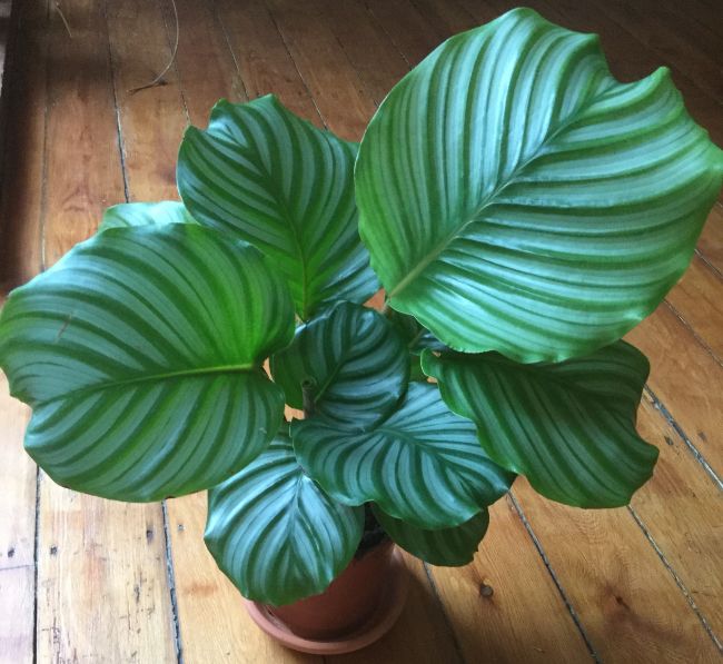 calathea orbifolia