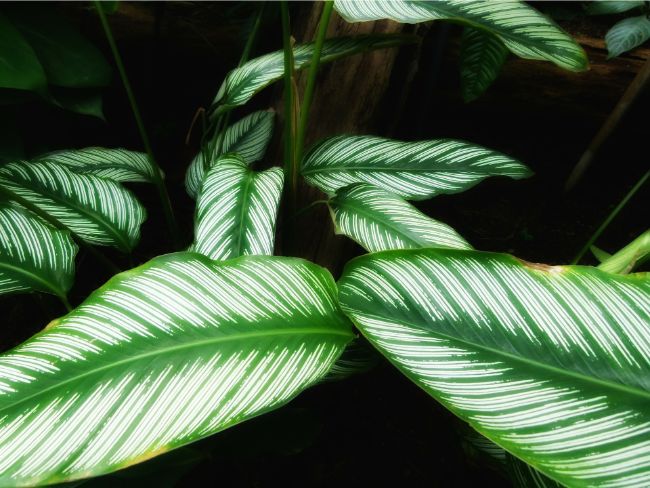 Calathea Ornata Peacock Plant