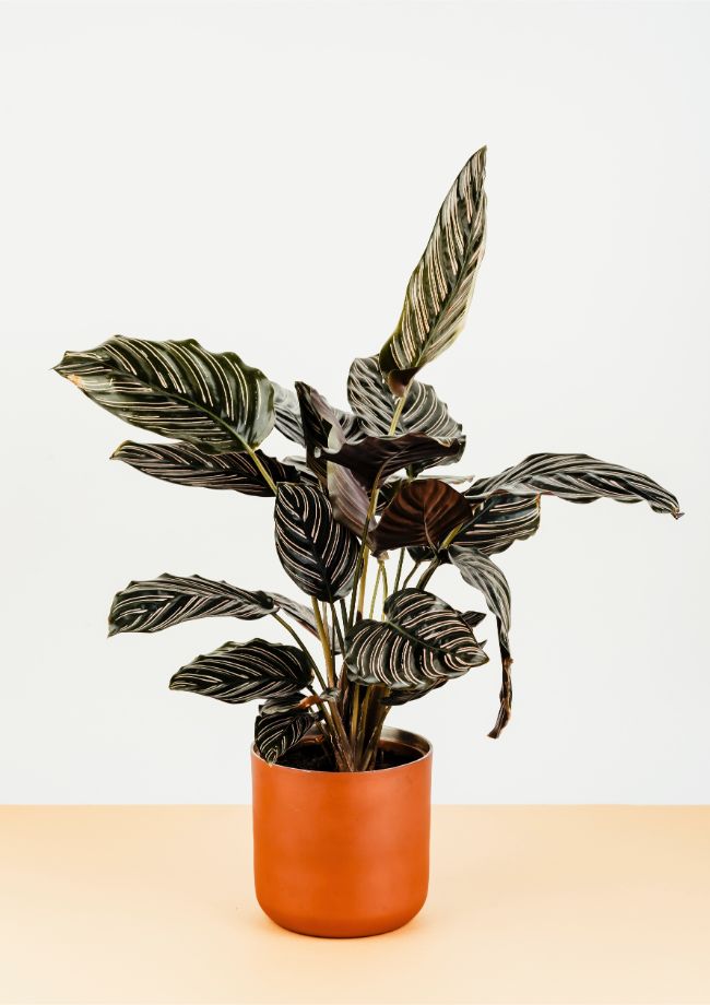 calathea ornata