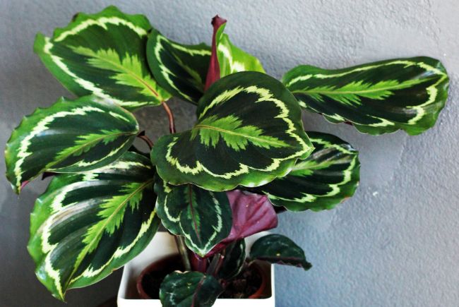 calathea roseopicta medallion care