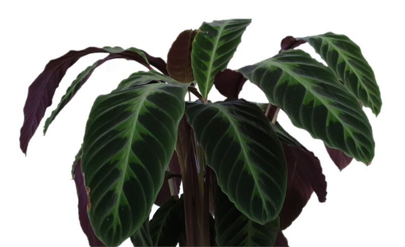 calathea warscewiczii care