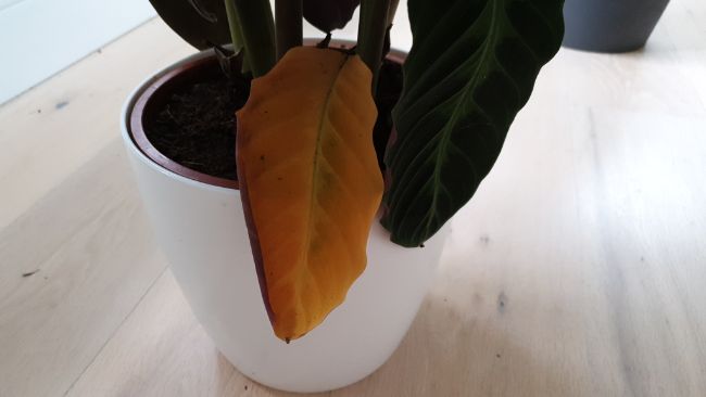 yellow leaves on calathea warscewiczii