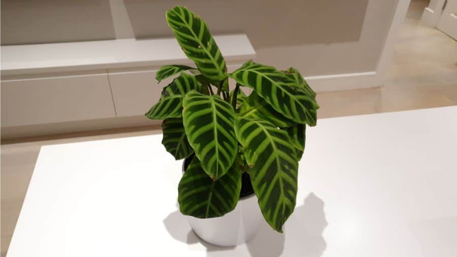 calathea zebrina care