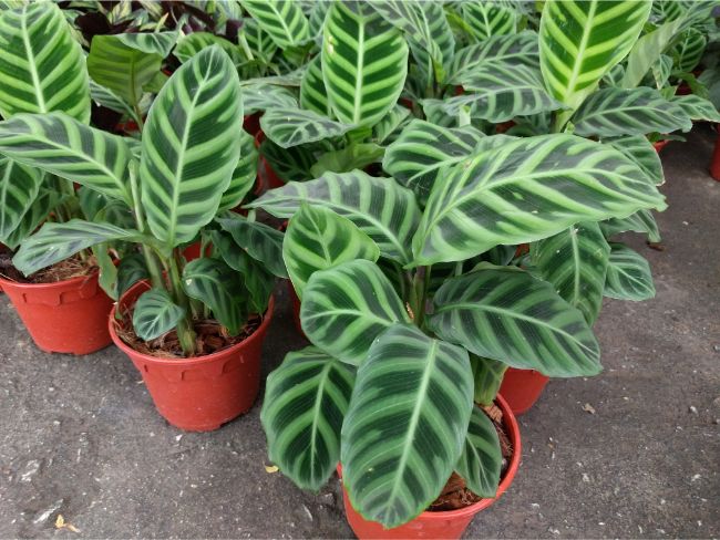 calathea zebrina plants