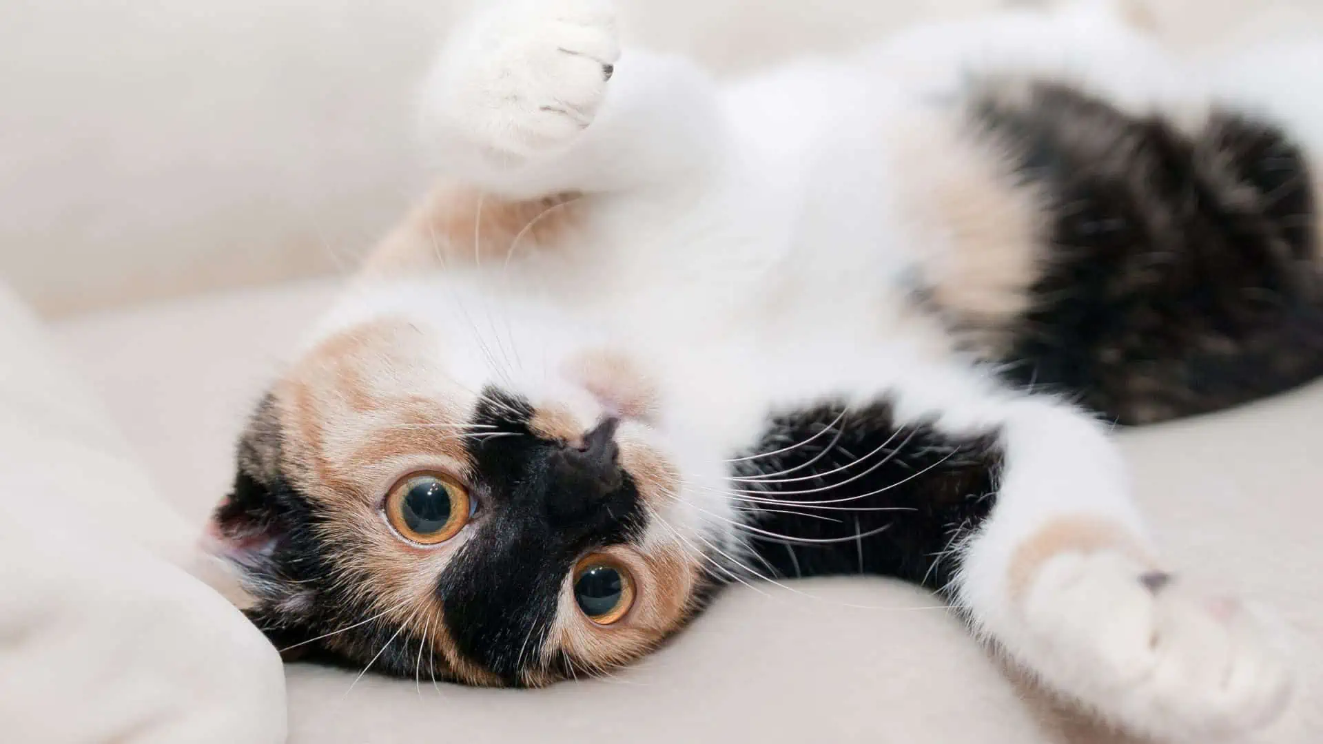 calico cat enjoying flopped down