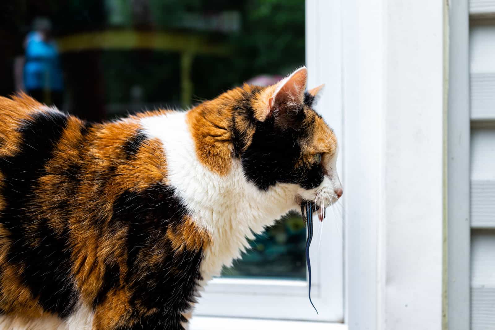 calico cat holding a lizard in mouth