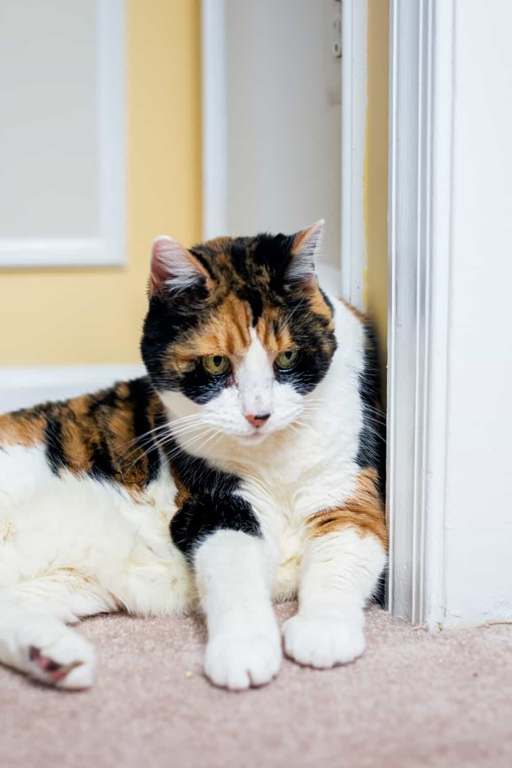 calico cat is lying against the doorpost