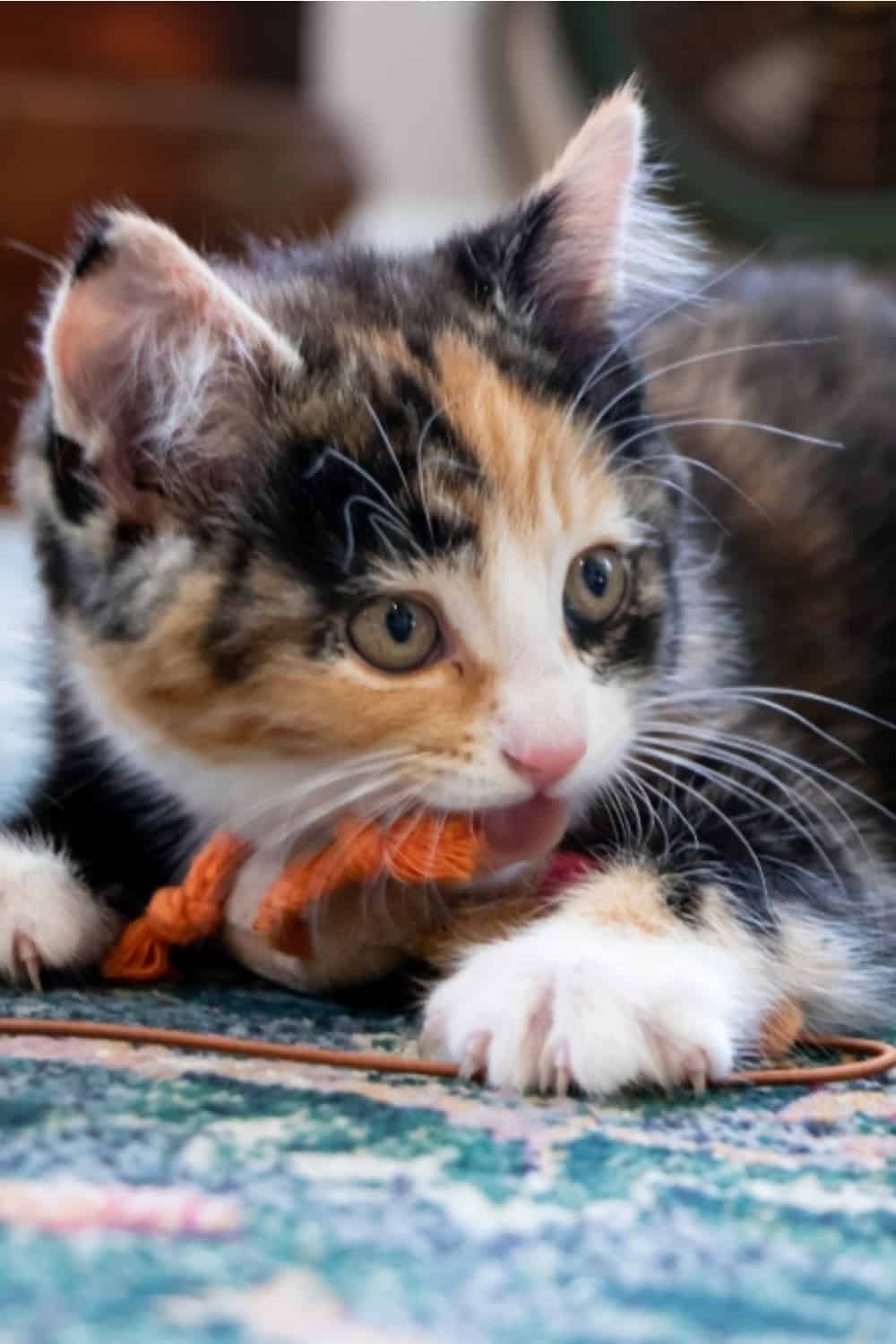 calico cat is playing with the nest