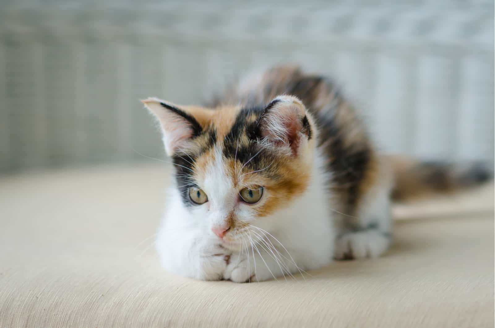 calico cat lying down