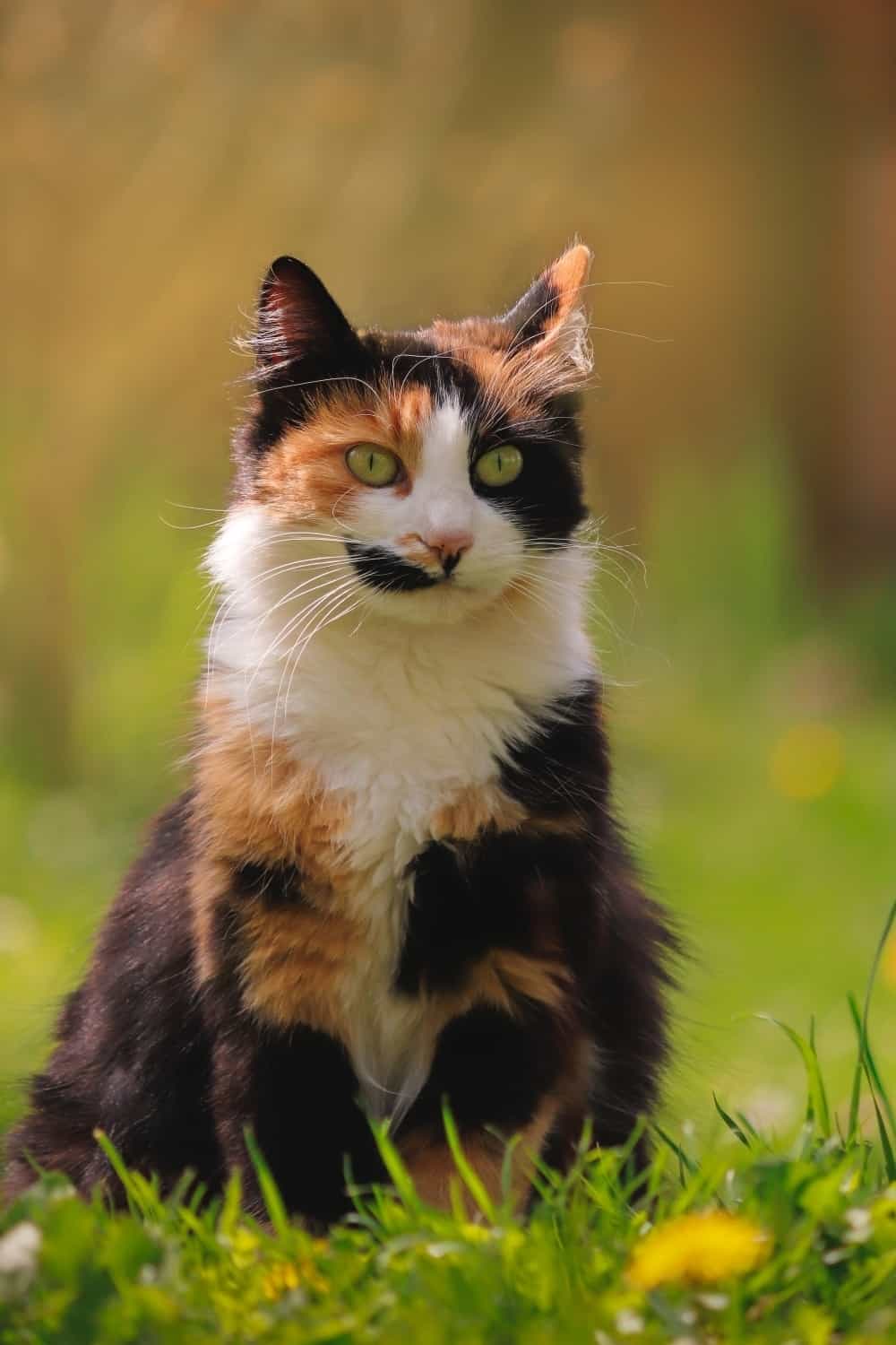 calico cat sitting in grass