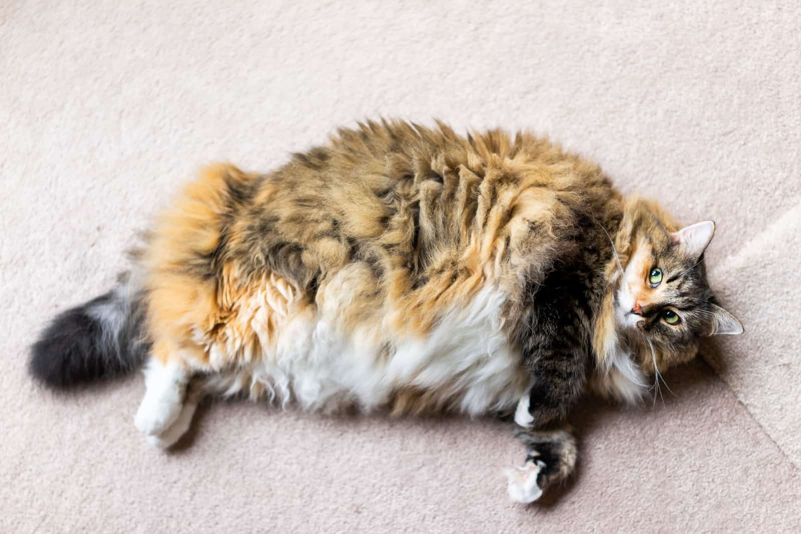 calico maine coon cat lying on carpet in room looking up