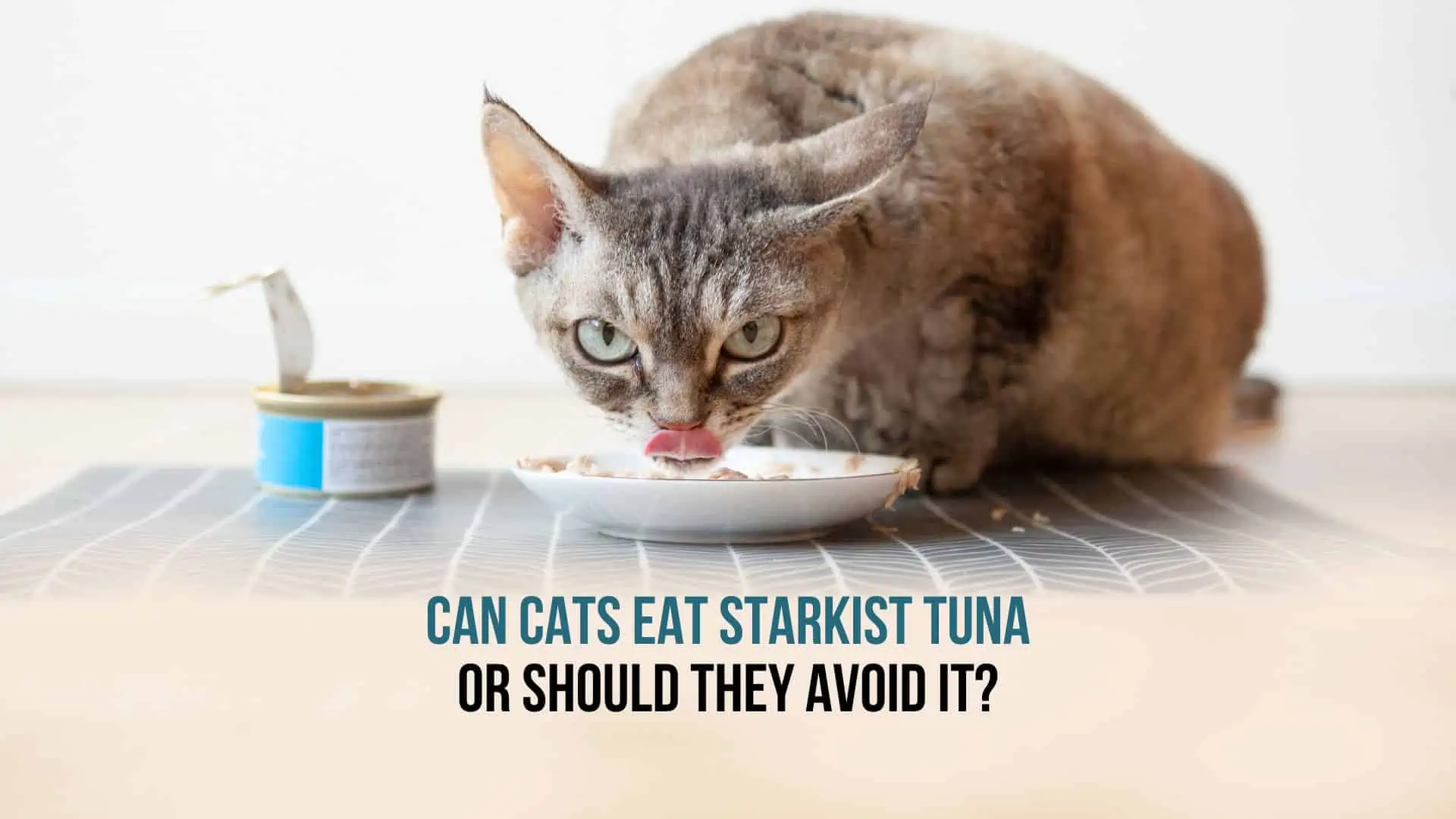 a cat eating starkist tuna from a plate