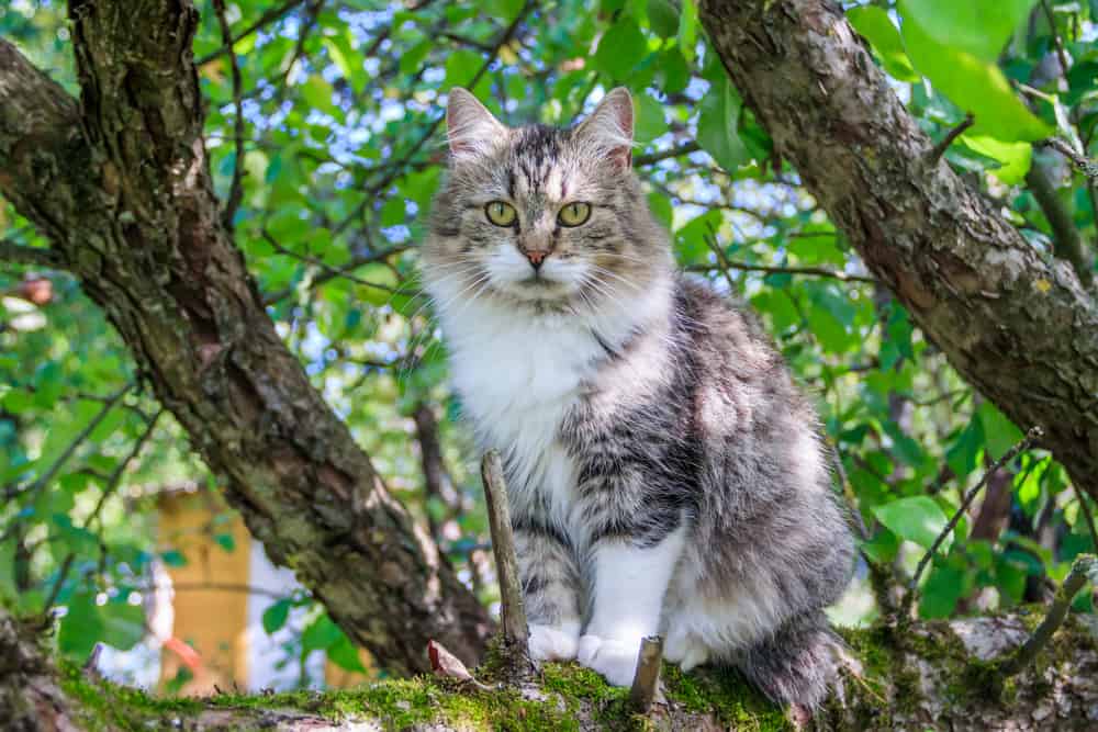 declawed cat in a tree