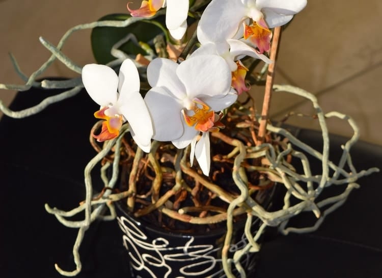 can orchid air roots be trimmed