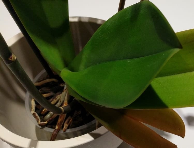 can orchid air roots be trimmed