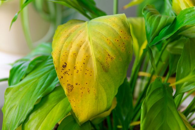 yellow leaf with brown spots