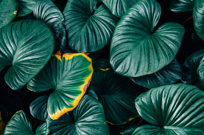 yellow leaf edges on houseplant