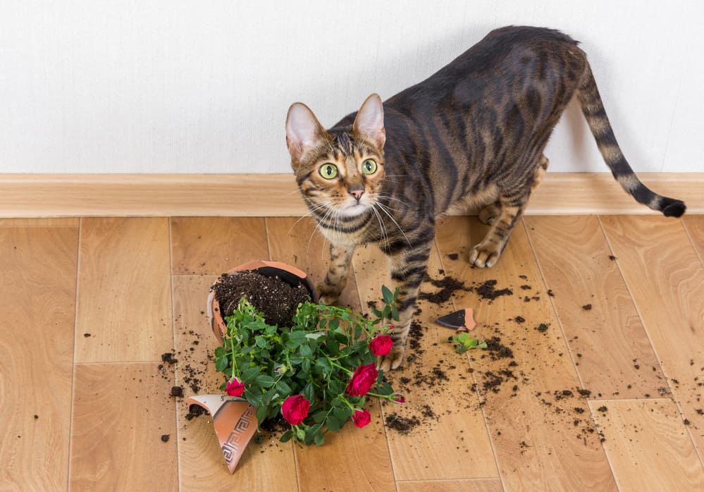 can you use baby wipes on cats