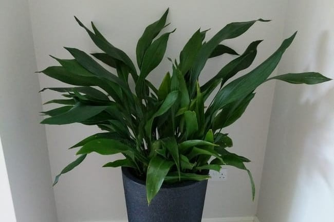 cast iron plant care aspidistra elatior