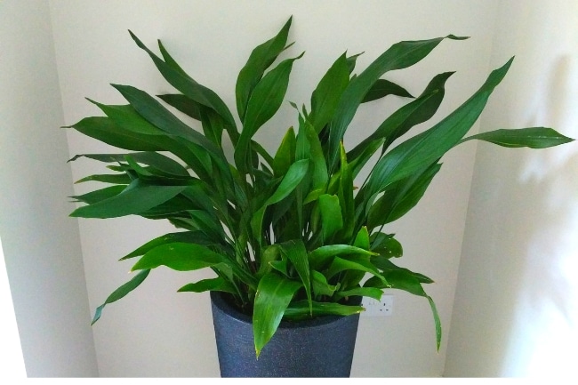 cast iron plant care aspidistra elatior