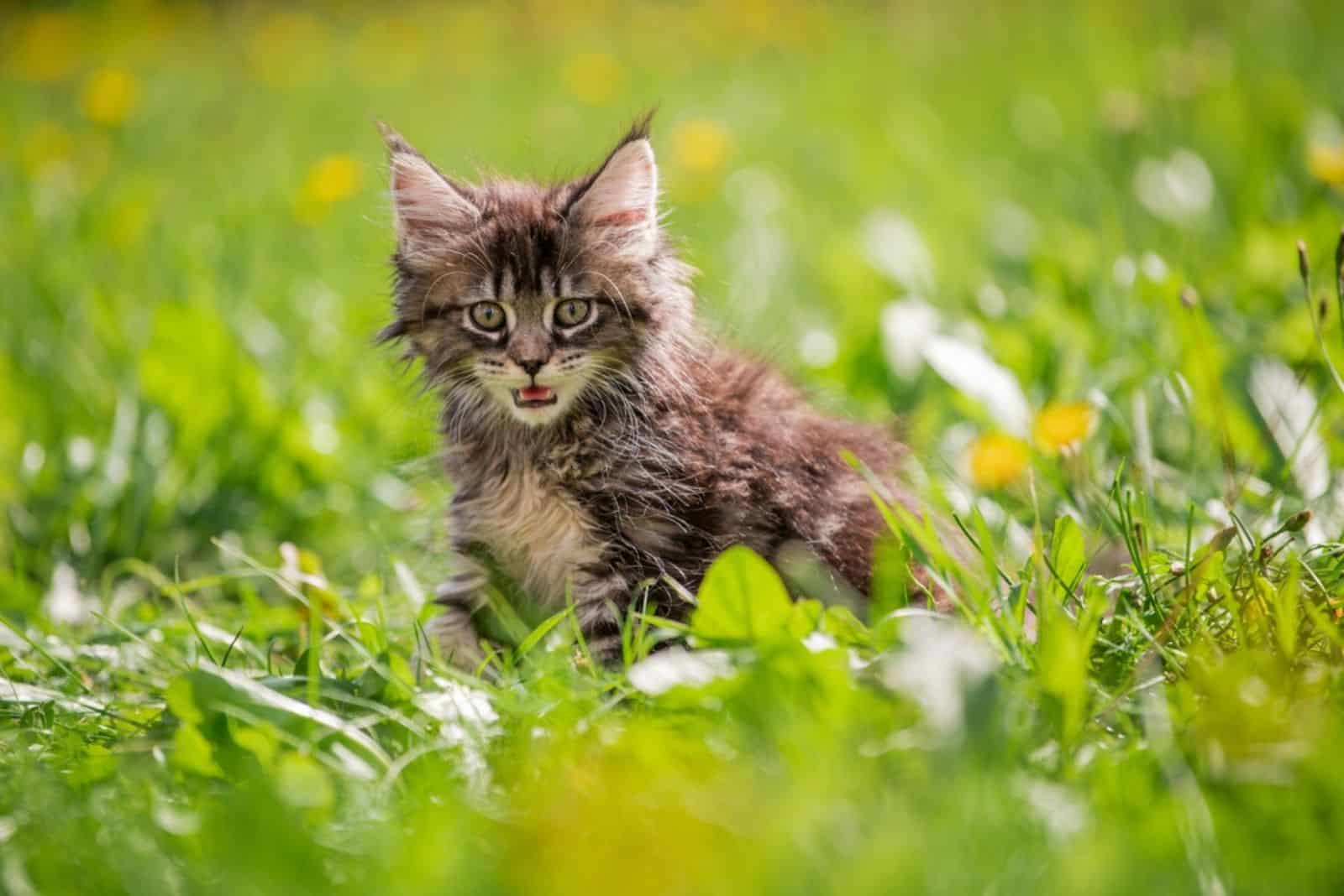 cat Maine Coon stands in the garden on the grass and meows