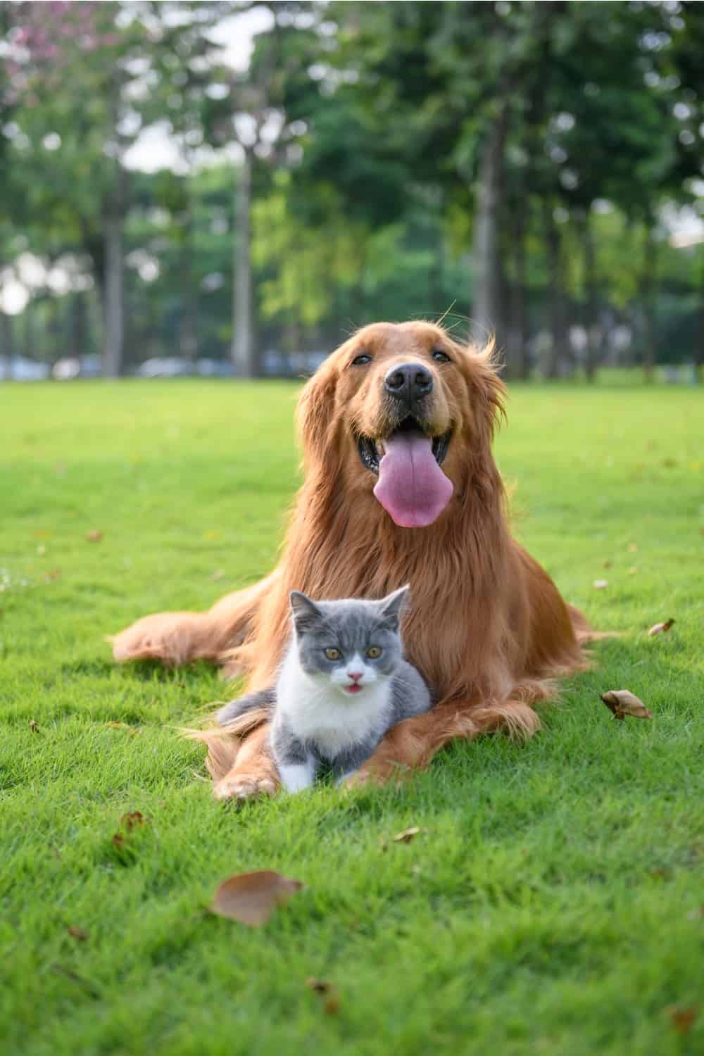 cat and dog lying on green grass