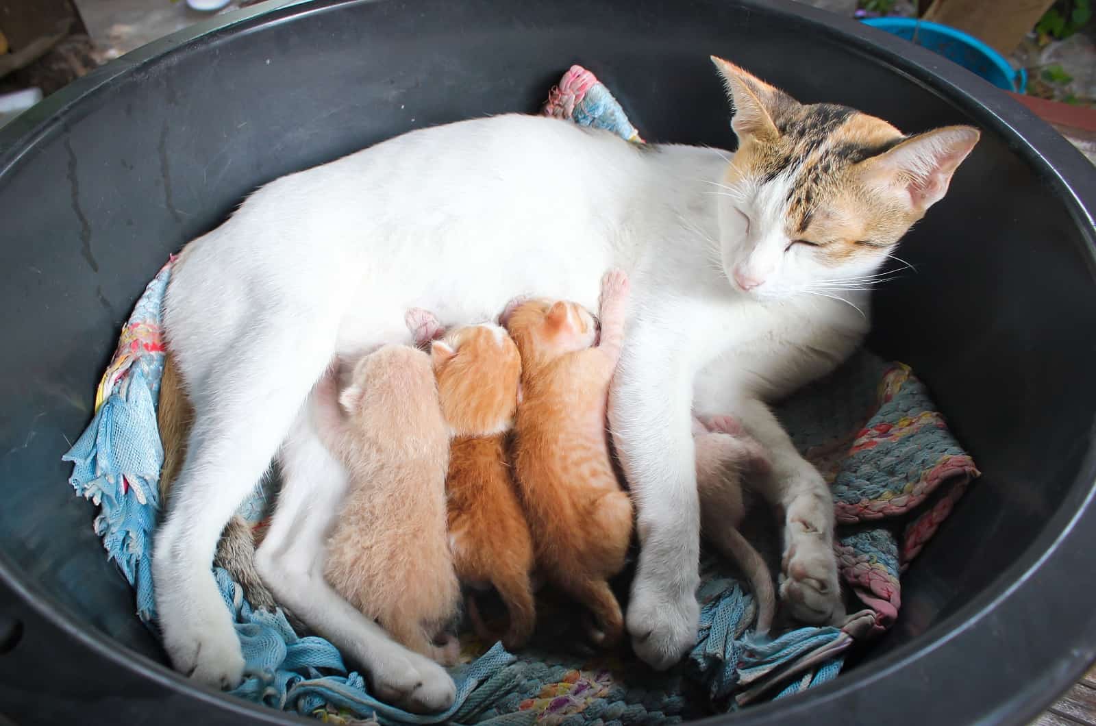 cat and newborn kittens