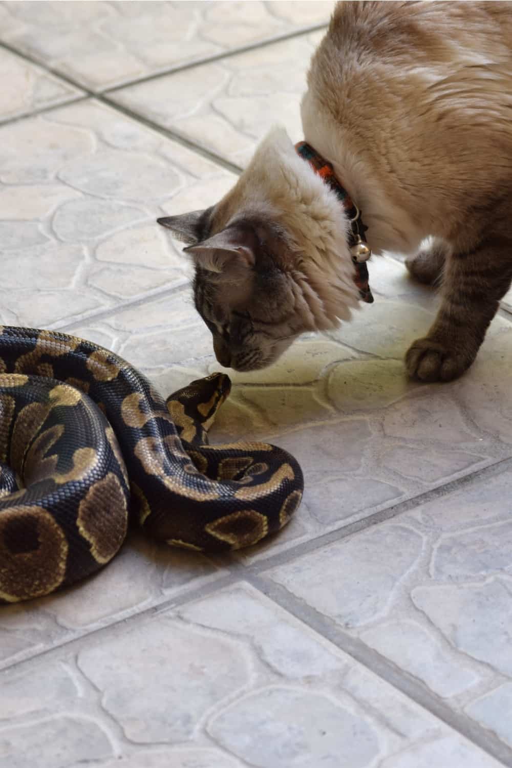 cat and python