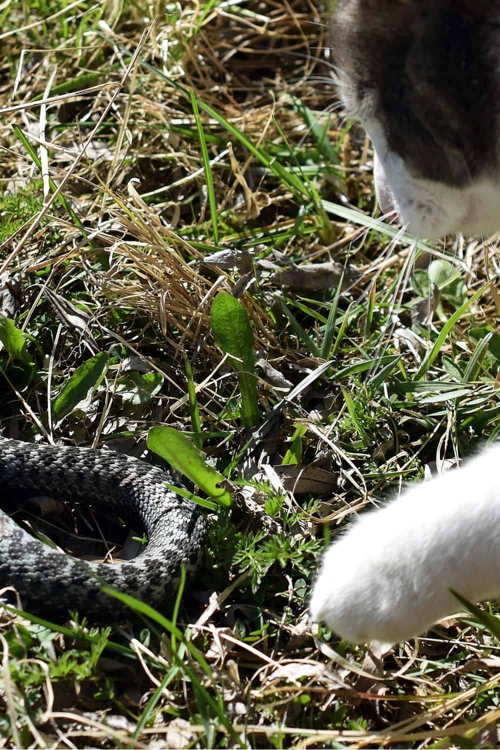 cat attacking a snake